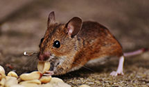 24 Hour & Emergency Exterminators in Westport, WI